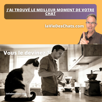 J'AI TROUVÉ LE MEILLEUR MOMENT DE VOTRE CHAT cover