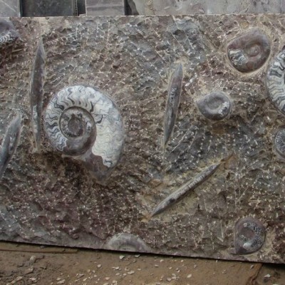 Fossiles : idée de sortie en Normandie cover