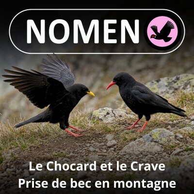 S02E14 Chocard à bec jaune et Crave à bec rouge, les montagnards de la famille des Corbeaux cover