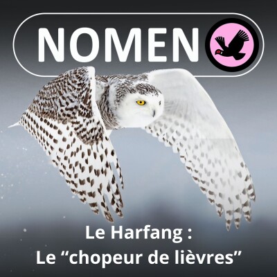 S04E02 Le Harfang, le "chopeur de lièvres" cover