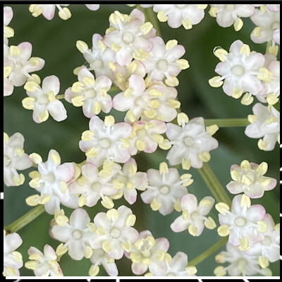 Prendre soin de vous est essentiel épi 4 Découverte du sureau noir avec Anne Merry cover