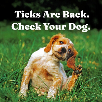 Tick & Flea Season: What's Actually Happening to Your Dog This Summer cover