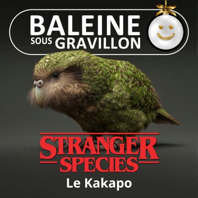 STRANGER SPECIES 5/12 : Le Kakapo, le crooner-boomer néo-zélandais cover