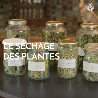 Le séchage des plantes cover