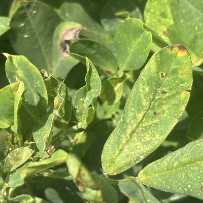 Searching for the Brighter Pod - Tomato Spotted Wilt Virus cover