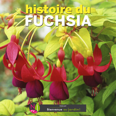 HISTOIRES BOTANIQUES: HISTOIRE DU FUCHSIA cover