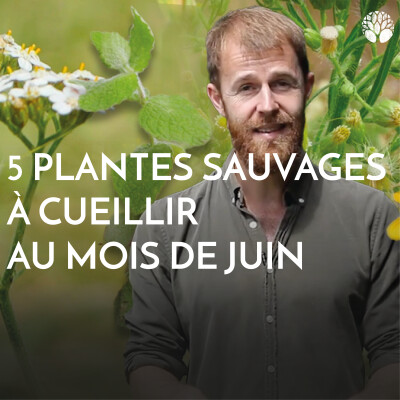 5 plantes sauvages à cueillir au mois de juin cover