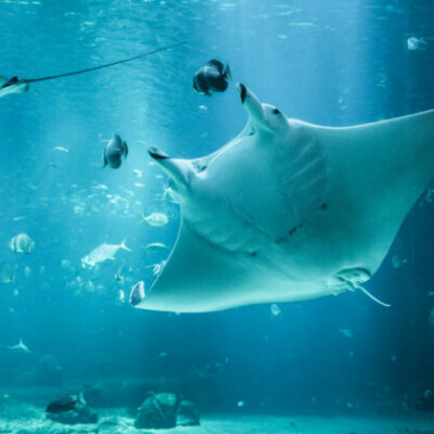 Le plus grand aquarium d'Europe est en France ! cover