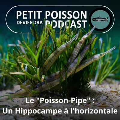 S02E19 Le "Poisson-Pipe" (Syngnathidés 2/3) : Un Hippocampe à l'horizontale, nageur lent mais picoreur éclair cover
