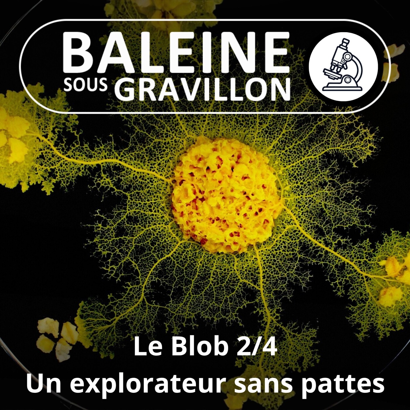 S04E57 Le Blob 2/4 : Un explorateur sans pattes (Audrey Dussutour) episode artwork
