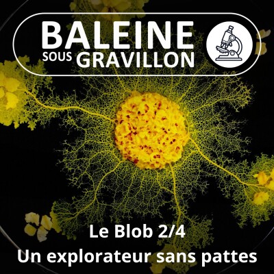 S04E57 Le Blob 2/4 : Un explorateur sans pattes (Audrey Dussutour) cover