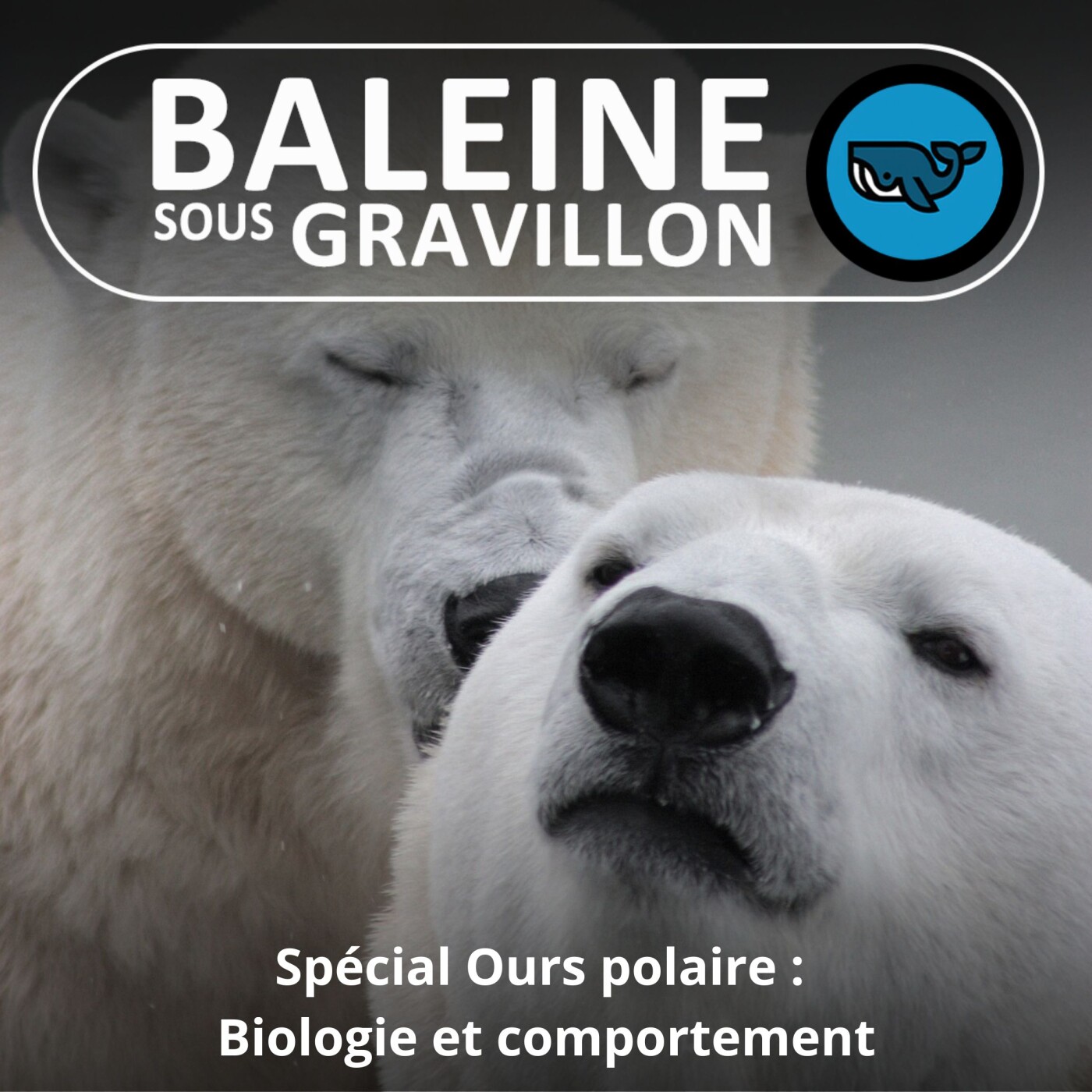 Baleine sous Gravillon