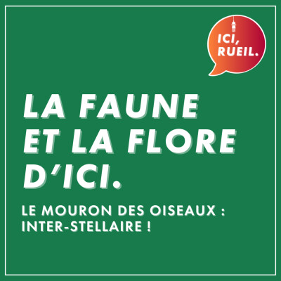 La Faune et la Flore d'Ici : Le mouron des oiseaux, inter-stellaire ! cover