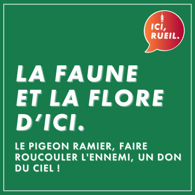 La Faune et la Flore d'Ici : Le pigeon ramier, faire roucouler l'ennemi, un don du ciel ! cover