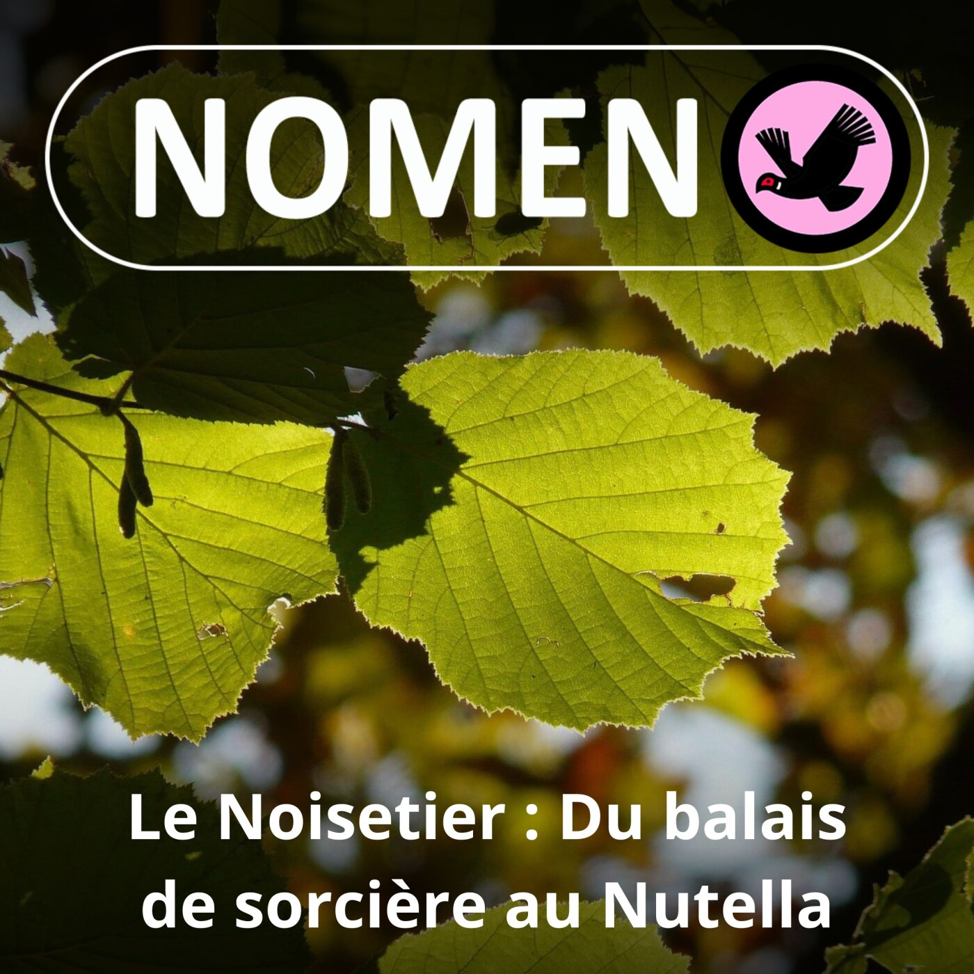 S02E40 Le Noisetier : de la baguette du sourcier au balais de sorcière, en passant par le Nutella