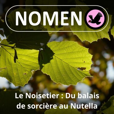 S02E40 Le Noisetier : de la baguette du sourcier au balais de sorcière, en passant par le Nutella cover