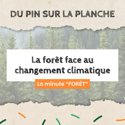 La forêt face au changement climatique - Minute Forêt cover