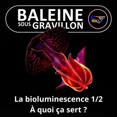 S07E141 Briller en société : Comment et pourquoi produire sa lumière ? (Bioluminescence 1/2) cover