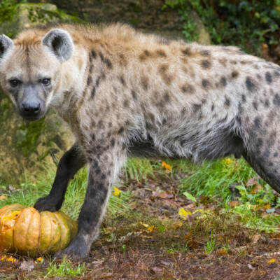 Entre films de Noël et zoo terrifiant : deux ambiances pour vos vacances ! cover