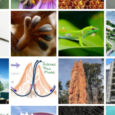 Biomimétisme et innovation cover