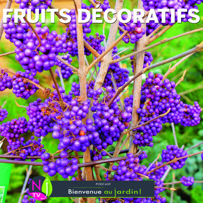 LE DOSSIER: PLANTES À FRUITS DÉCORATIFS cover