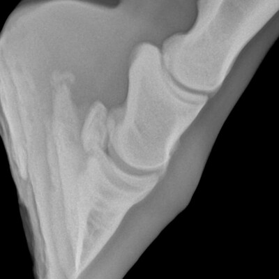 🐎 Dressage • Visite d’achat cover