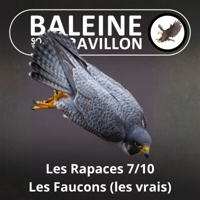 S02E109 Les Rapaces 7/10 : Les Faucons, les "vrais" cover