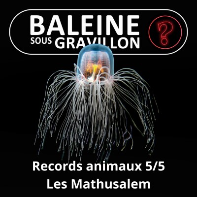 S07E148 Vous avez dit bizarre ? Records 5/5 : Les Mathusalem cover