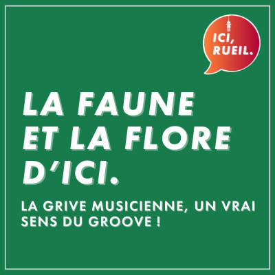 La Faune et la Flore d'Ici : La grive musicienne, un vrai sens du groove ! cover
