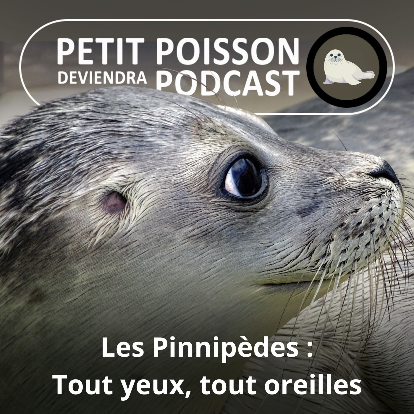 S05E29 Les Pinnipèdes : Des animaux tout yeux, tout oreilles
