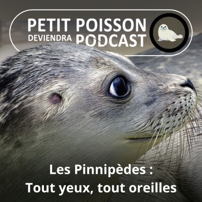 S05E29 Les Pinnipèdes : Des animaux tout yeux, tout oreilles cover