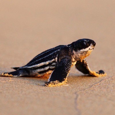 S02E41 Les Tortues 3/3 : Les 7 espèces de tortues marines, Françoise Serre-Collet (herpétologue) cover