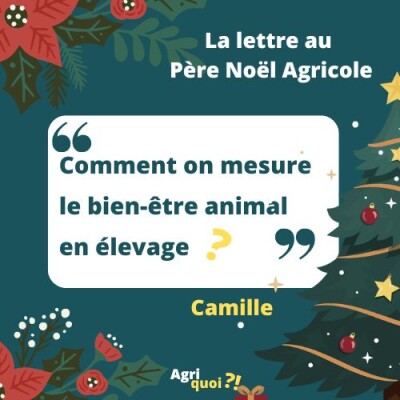 Lettre au Père Noël Agricole 1 : Comment on mesure le bien-être animal en élevage ? cover