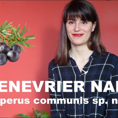 L'huile essentielle du Genévrier nain - juniperus communis ssp nana (et olfaction) cover
