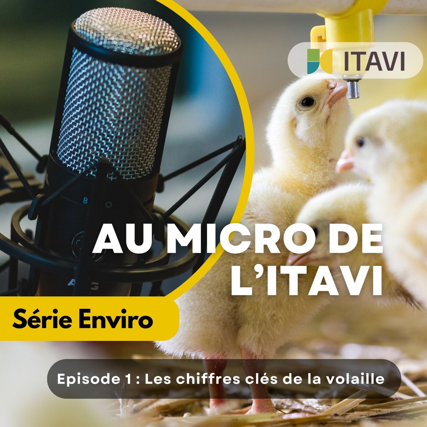 Les chiffres clés de la volaille episode artwork