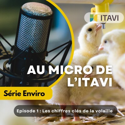 Les chiffres clés de la volaille cover
