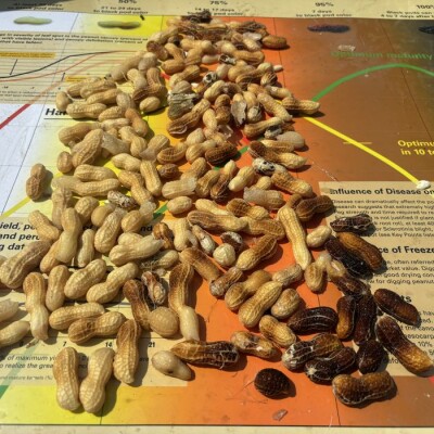 Searching for the Brighter Pod - Looking at Maturity cover
