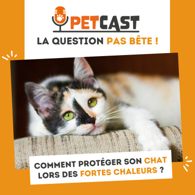 Comment protéger son chat lors des fortes chaleurs ? cover