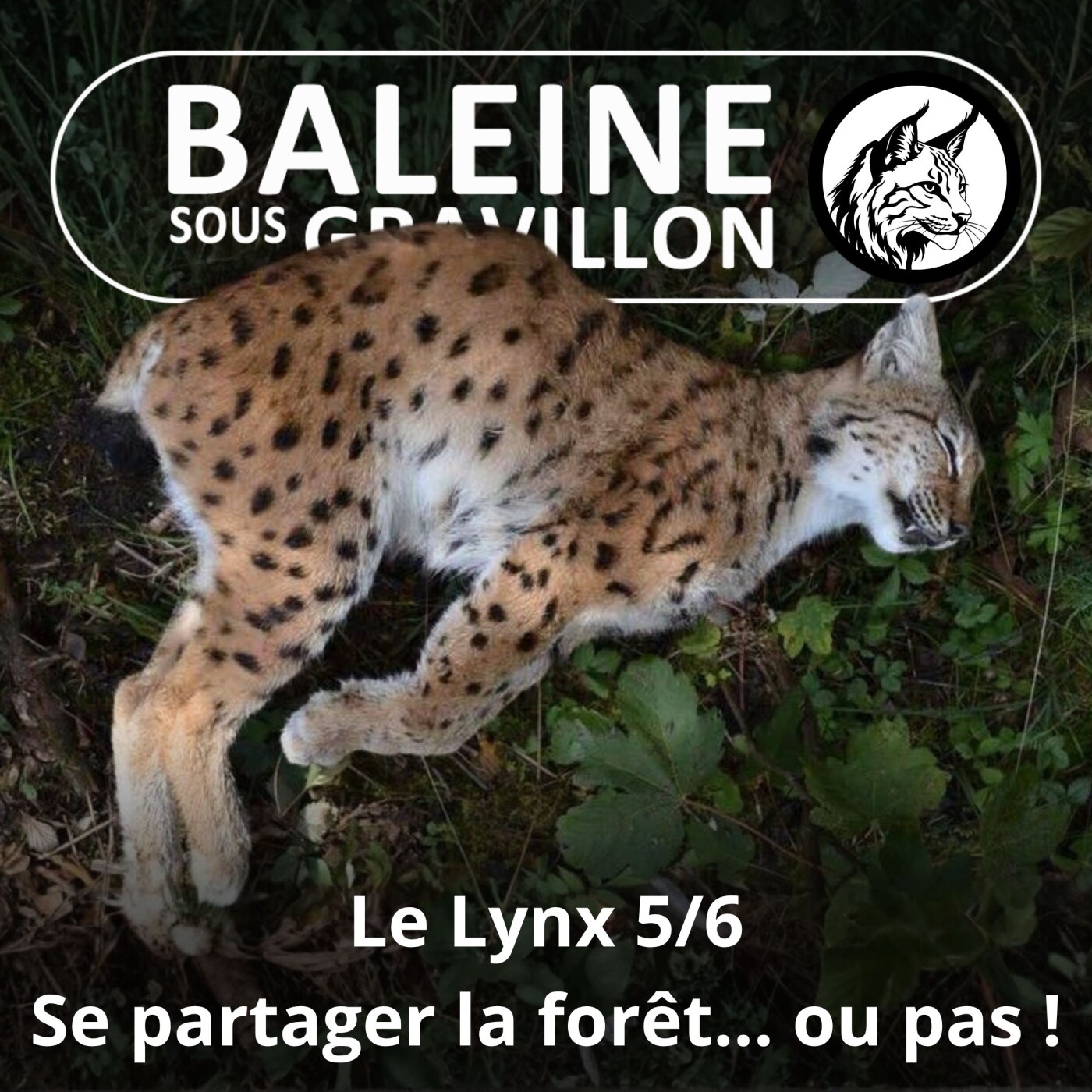 S03E24 Le Lynx 5/6 : Pourquoi des chasseurs braconniers les tuent ? episode artwork