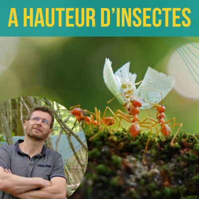 INTERVIEW - À hauteur d'insectes | Christophe Bouget 2 cover