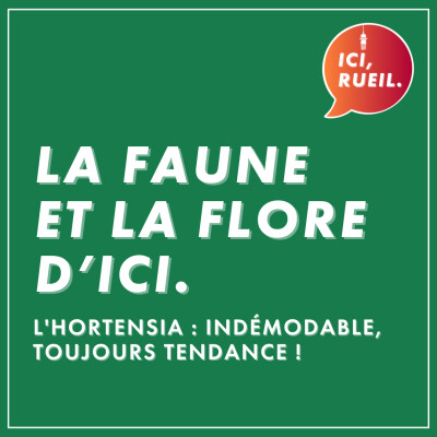 La Faune et la Flore d'Ici : L'hortensia, indémodable, toujours tendance ! cover
