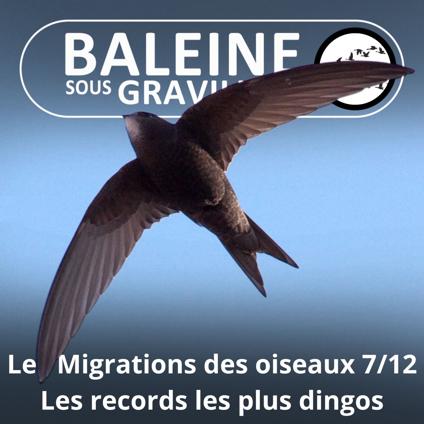 S04E23 Les Migrations des Oiseaux 7/12 : Les records les plus fous episode artwork