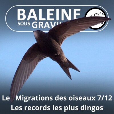 S04E23 Les Migrations des Oiseaux 7/12 : Les records les plus fous cover