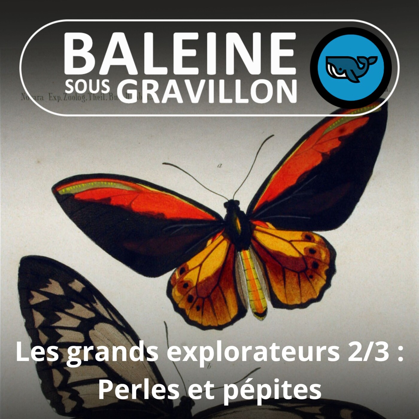 HORS-SÉRIE Les grands explorateurs 2/3 : Les plus cités dans les noms d'espèces
