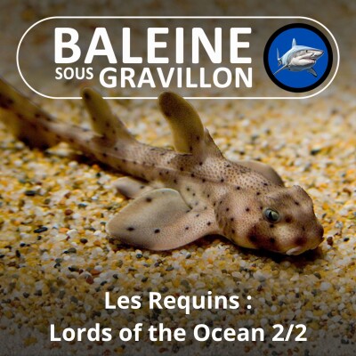 S02E08 Requins, seigneurs des océans 2/2 : Démystifier, une fois pour toutes (Cyrielle Houard) cover