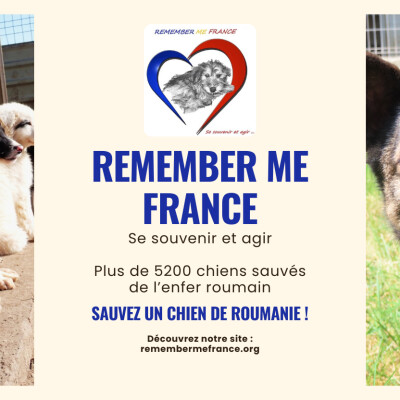 REPLAY: Chiens roumains : de l’ombre à la lumière – le combat de Remember Me raconté par Vanessa cover